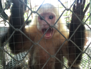 High school biology trip to Costa Rica - this is a photo of an injured capuchin monkey going through rehabilitation at the Sibu Sanctuary.