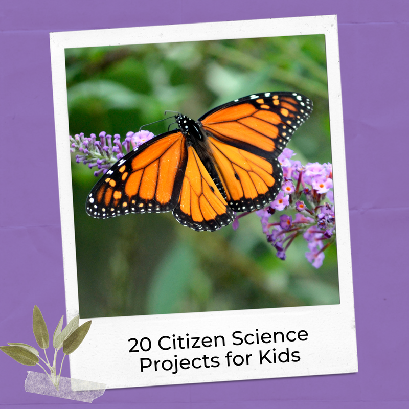 End of year science activity ideas related to citizen science