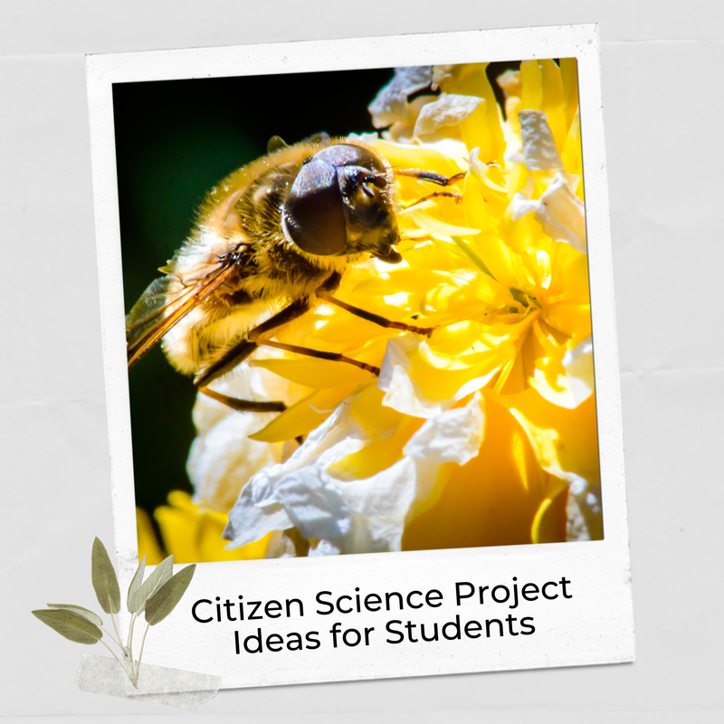 Citizen science fair project ideas for students