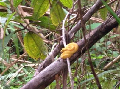 This is a photo of a viper in Arenal Volcano National Park on a high school biology trip to Costa Rica.