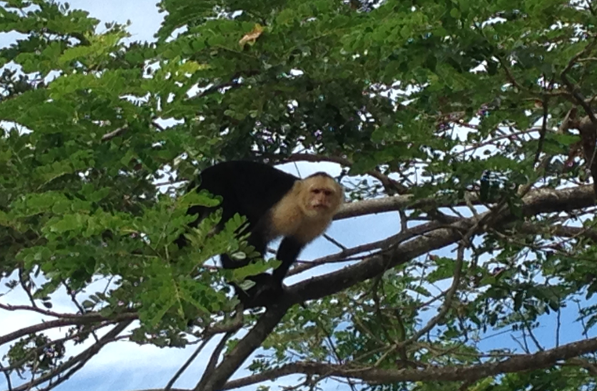High school biology trip to Costa Rica - this is a photo of a capuchin monkey captured on a boat ride on the Palo Verde River. 