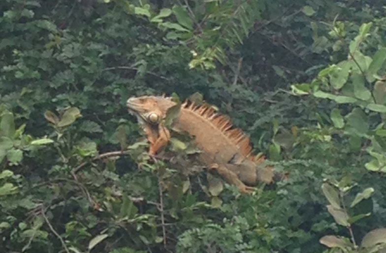 High school biology trip to Costa Rica - this is a photo of an iguana captured on a boat ride on the Palo Verde River. The orange color demonstrated adaptations to my students. 