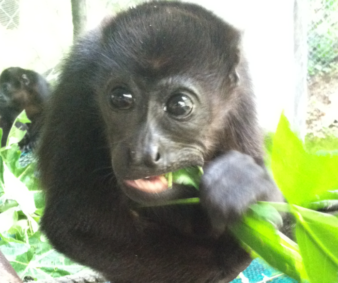 High school biology trip to Costa Rica - this is a photo of a young orphaned howler monkey at the Sibu Sanctuary.