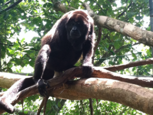 High school biology trip to Costa Rica - this is a photo of an injured howler monkey going through rehabilitation at the Sibu Sanctuary. This male howler lost his arm on a power line. 