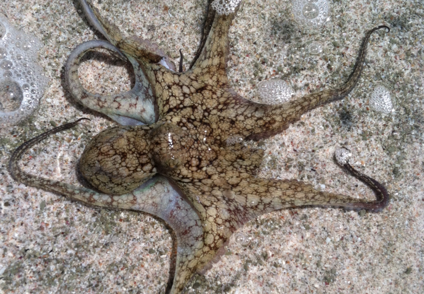 High school biology trip to Costa Rica - this is a photo taken of an octopus along the coast of the Pacific. The students were able to observe marine biodiversity as well various marine habitats.