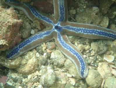 High school biology trip to Costa Rica - this was a photo taken of a starfish while snorkeling. Students were able to get an underwater view of marine diversity.